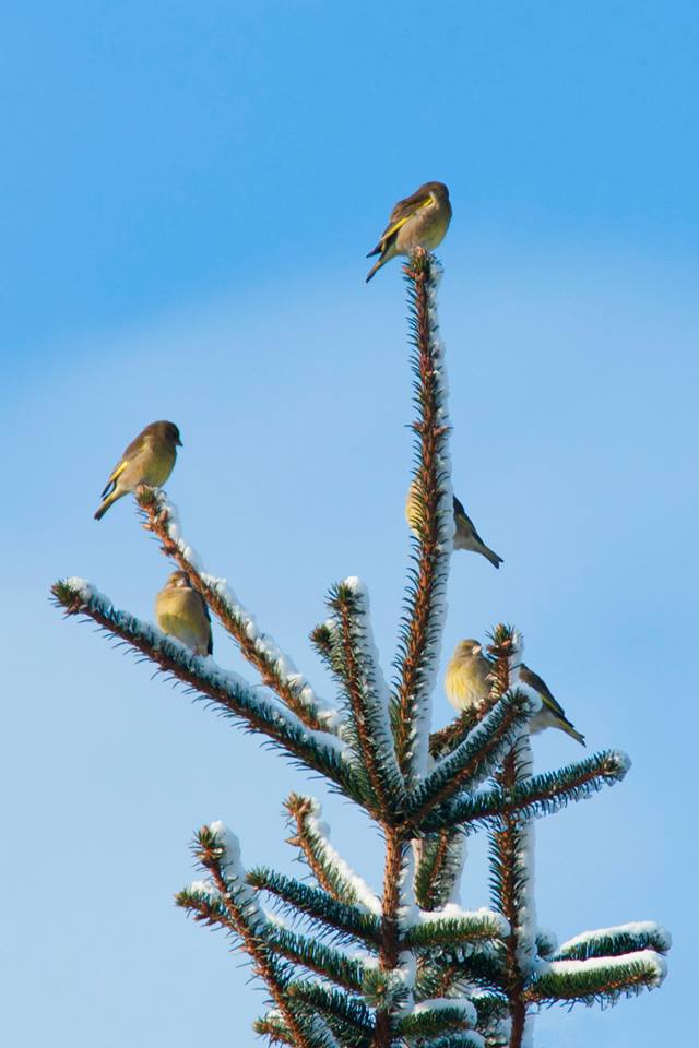 vogel op piek